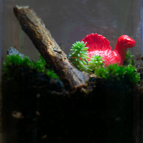 glow and grow terrarium idea2